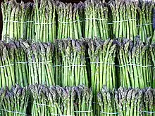 A multitude of cultivated asparagus bundles