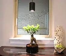 A small ficus plant being grown under a black LED light fixture emitting warm white light.