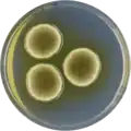 Aspergillus germanicus growing on CYA plate