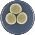 Aspergillus karnatakaensis growing on CYA plate