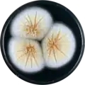 Aspergillus westerdijkiae growing on CYA plate