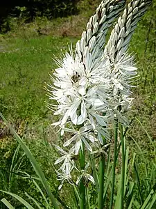 In Mavrovo National Park, North Macedonia