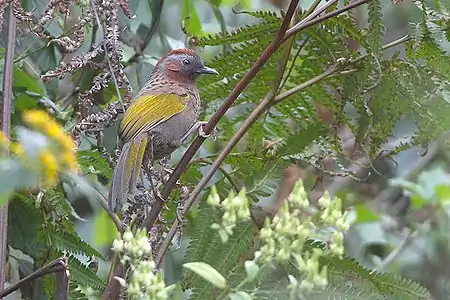 Assam laughingthrush (Trochalopteron chrysopterum)