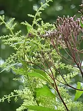 Astilbe rivularis