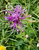 Ragged robin