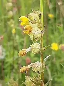 Yellow rattle