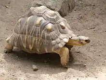 Radiated tortoise