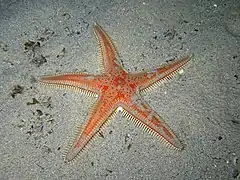 Astropecten aranciacus (Paxillosida)