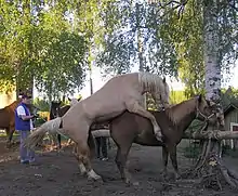 color photo of a horse on a farm