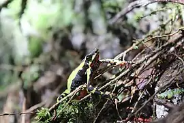 Atelopus pulcher, Tarapoto, Peru