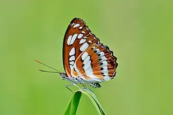 Ventral view