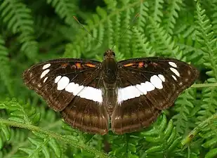 Dorsal view (male)