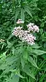 Hemp agrimony