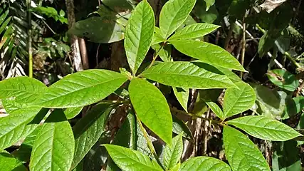 Foliage