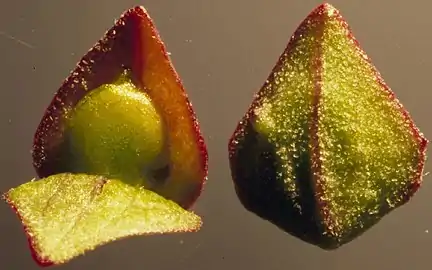 Atriplex patula, female flower with bracteoles and seed