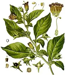 Belladonna or deadly nightshade, Atropa belladonna (virulent poison)