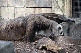 Giant anteater (Myrmecophaga tridactyla)