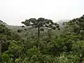 Brazilian Paraná pine (Araucaria angustifolia) and local Atlantic Forest habitat, in Campos do Jordão municipality