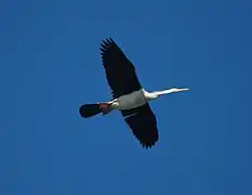 Female in flight