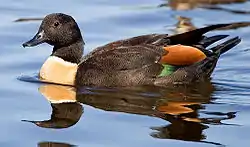 Male Australian shelduck