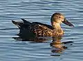 Female adult at Lake Monger