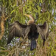 Female drying its wings