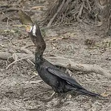 Eating a northern saratoga