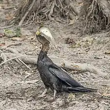 Eating a Scleropages jardinii