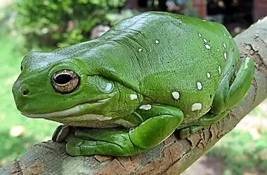 Frogs often appear green because dermal iridophores reflect blue light through a yellow upperlayer, filtering the light to be primarily green.