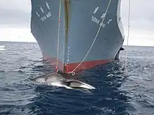 Yūshin Maru with a Whale