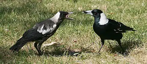 A juvenile begs for food from its father.