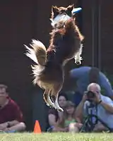 Australian Shepherd catching a frisbee