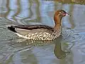 Female swimming