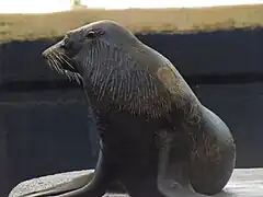 Australian fur seal