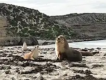 Sea lions on the beach