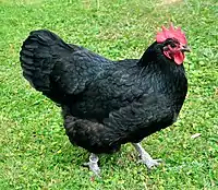 Black hen