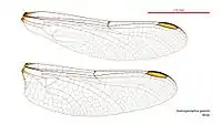 Male wings