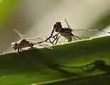 Mating pair (image rotated 90 deg) male on the left.