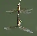 View of surface patterns on female abdomen and underside of male.