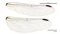 Female wings