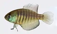 Austrolebias adloffi (male)