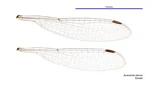 Female wings