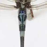 Goblet shape on the tail of a male Austrolestes aleison