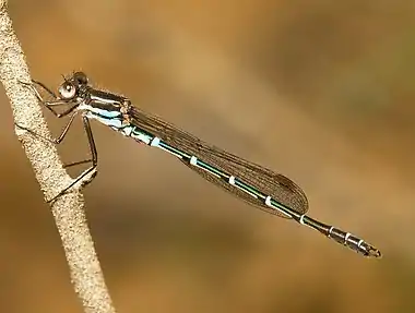 Image 22Metallic RingtailPhoto: JJ HarrisonThe Metallic Ringtail (Austrolestes cingulatus) is an Australian species of damselfly, so named because of its glossy metallic colouration and the "rings" on each abdominal segment. It is widely distributed in Tasmania, Victoria, eastern New South Wales and south eastern Queensland.More selected pictures