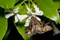 On Trachelospermum jasminoides