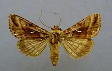 Autographa jota