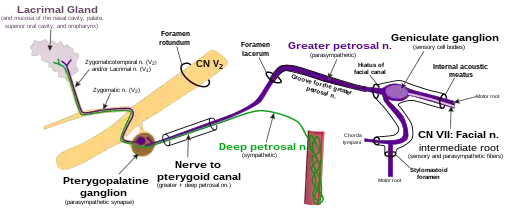 Depicts nerve branches that are involved in the autonomic innervation of the lacrimal gland. The terminal parts of the pathway are variable between individuals and differ for the other glands of the deep face.