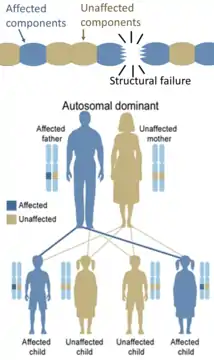 On the other hand, hereditary defects in structural proteins (such as osteogenesis imperfecta, Marfan's syndrome and many Ehlers–Danlos syndromes) are generally autosomal dominant, because it is enough that some components are defective to make the whole structure dysfunctional. This is a dominant-negative process, wherein a mutated gene product adversely affects the non-mutated gene product within the same cell.