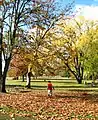 Playing in the autumn leaves