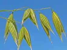 Closeup of florets (small flowers)